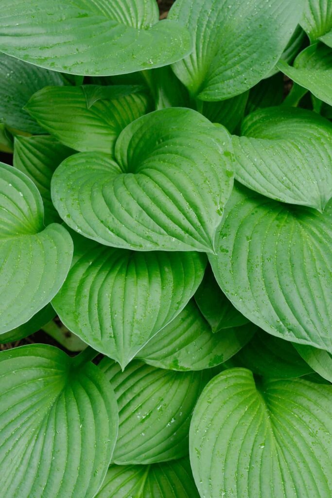 Hosta: Vodič za početnike za uzgoj i brigu o hostama 2 Hostas Vodic za pocetnike za uzgoj i brigu o hostama34574537813