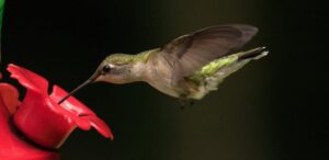 Hranjenje kolibrija 10 jednostavnih savjeta za pocetnike koji promatraju ptice53487934598710