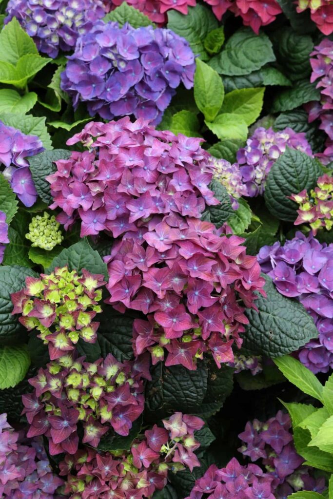 Hortenzija Macrophylla: Vodič za uzgoj grmova hortenzije s velikim listovima 7 Hydrangea Macrophylla Vodic za uzgoj grmova hortenzije s velikim listovima62462462411