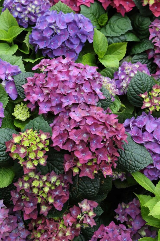 Hydrangea Macrophylla Vodic za uzgoj grmova hortenzije s velikim listovima62462462411