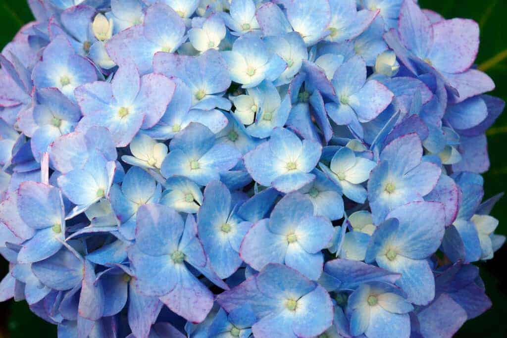 Hydrangea Macrophylla Vodic za uzgoj grmova hortenzije s velikim listovima62462462412