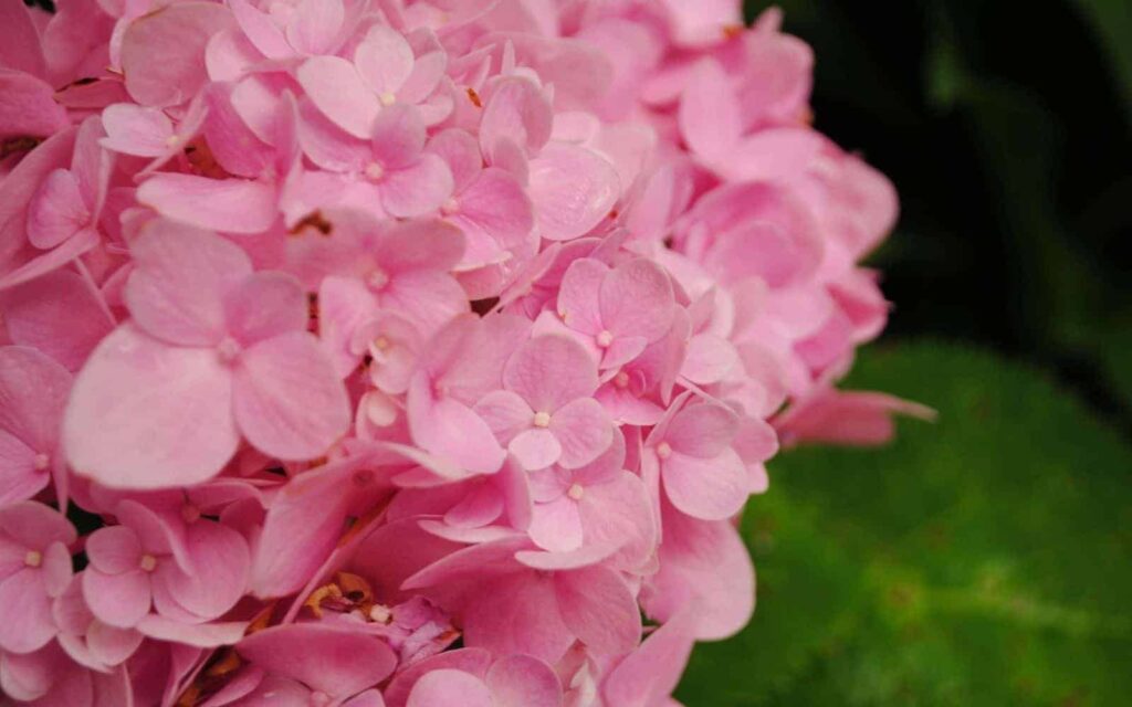 Hortenzija Macrophylla: Vodič za uzgoj grmova hortenzije s velikim listovima 5 Hydrangea Macrophylla Vodic za uzgoj grmova hortenzije s velikim listovima62462462413