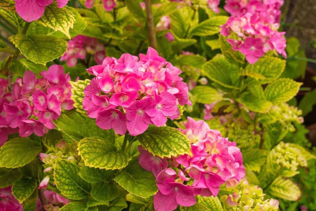 Hydrangea Macrophylla Vodic za uzgoj grmova hortenzije s velikim listovima62462462414