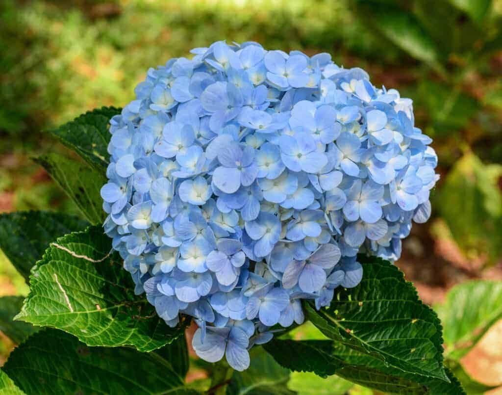 Hydrangea Macrophylla Vodic za uzgoj grmova hortenzije s velikim listovima62462462415