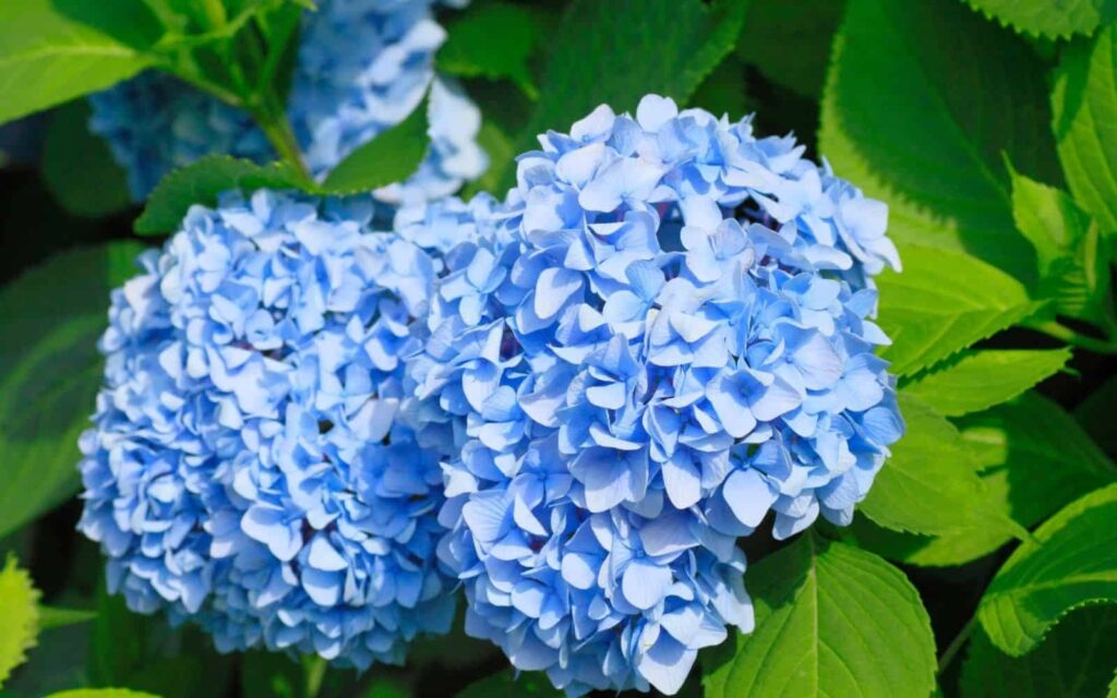 Hydrangea Macrophylla Vodic za uzgoj grmova hortenzije s velikim listovima62462462417