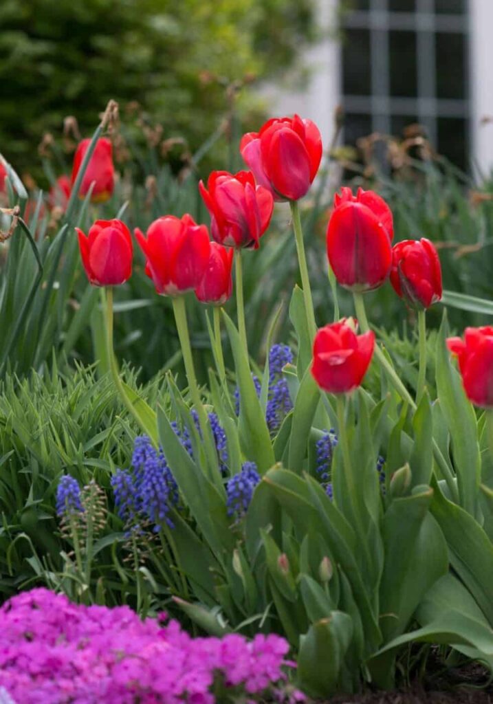 Blumengarten-Ideen 28 inspirierende Tipps für eine schöne blühende Landschaft328734589715 1