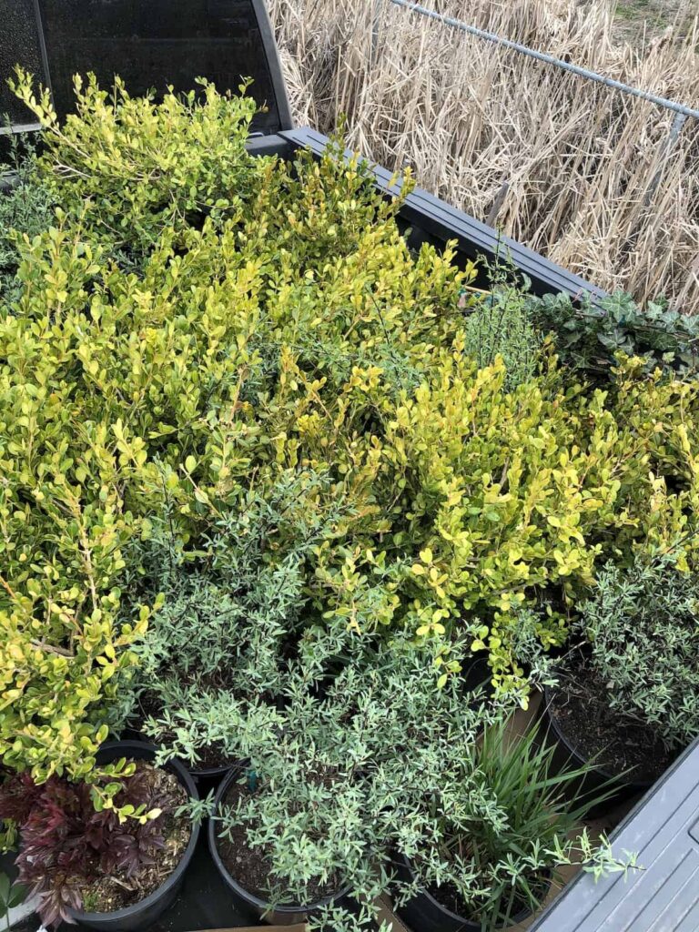 Japanski vodic za njegu biljaka simsira Buxus microphylla5784538711