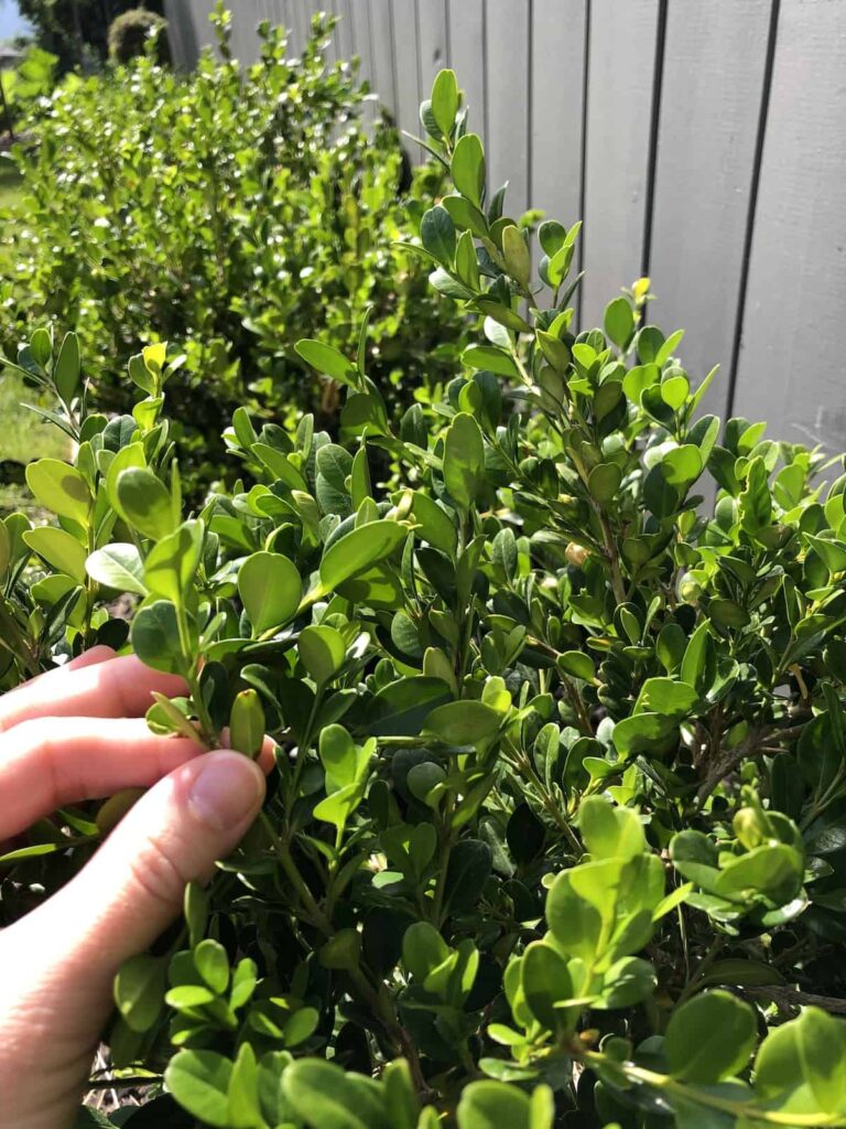 Vodič za njegu japanskog šimšira (Buxus microphylla) 6 Japanski vodic za njegu biljaka simsira Buxus microphylla5784538712