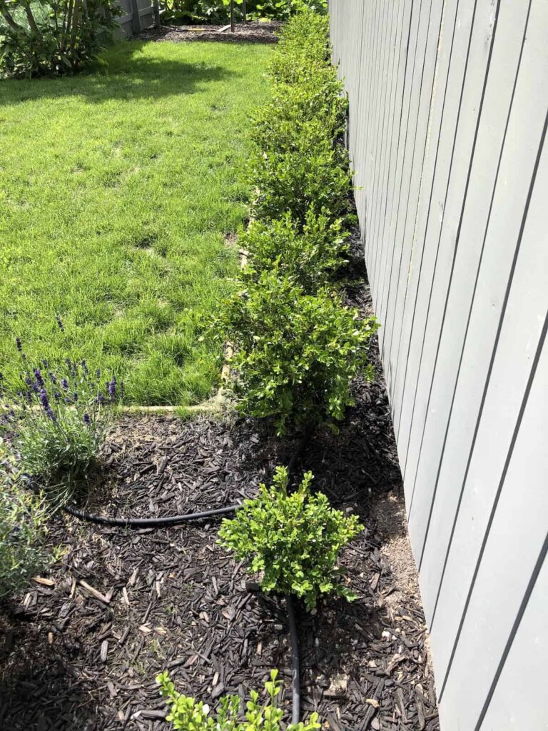 Vodič za njegu japanskog šimšira (Buxus microphylla) 5 Japanski vodic za njegu biljaka simsira Buxus microphylla5784538713