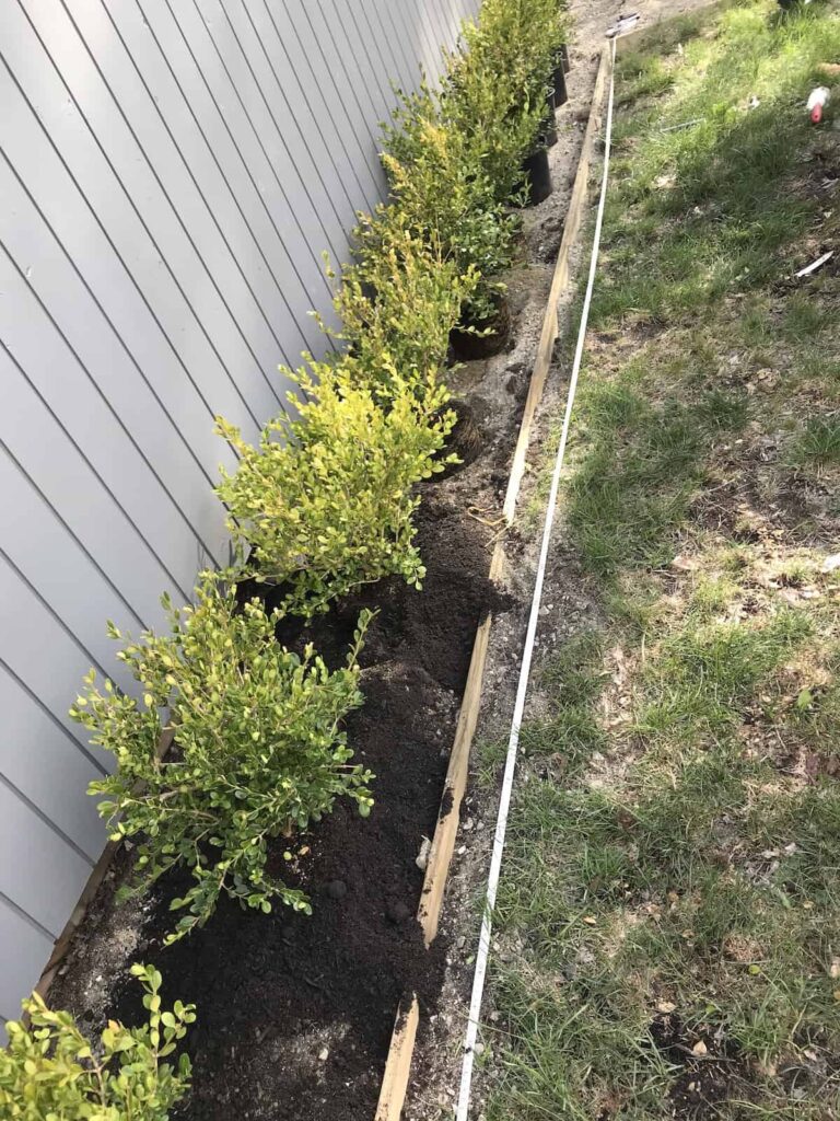 Vodič za njegu japanskog šimšira (Buxus microphylla) 4 Japanski vodic za njegu biljaka simsira Buxus microphylla57845387144