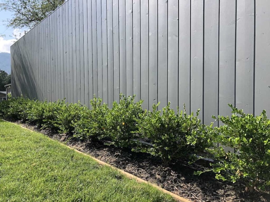 Vodič za njegu japanskog šimšira (Buxus microphylla) 3 Japanski vodic za njegu biljaka simsira Buxus microphylla57845387145