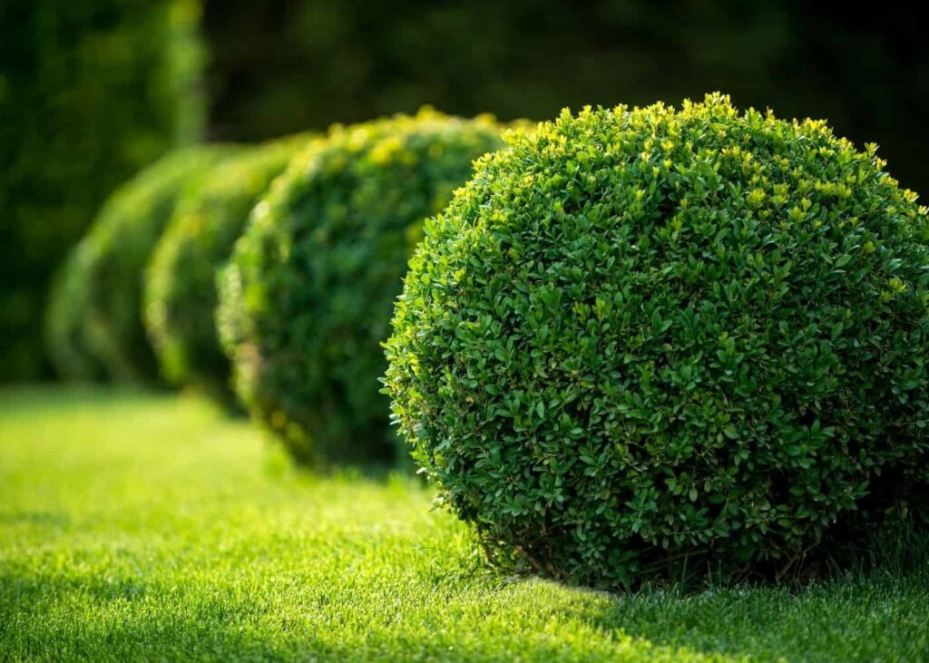 Vodič za njegu japanskog šimšira (Buxus microphylla) 2 Japanski vodic za njegu biljaka simsira Buxus microphylla57845387146