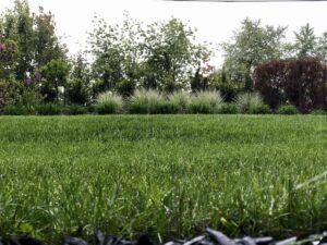 Je li najbolje gnojiti travnjak prije ili nakon kise3498734598710