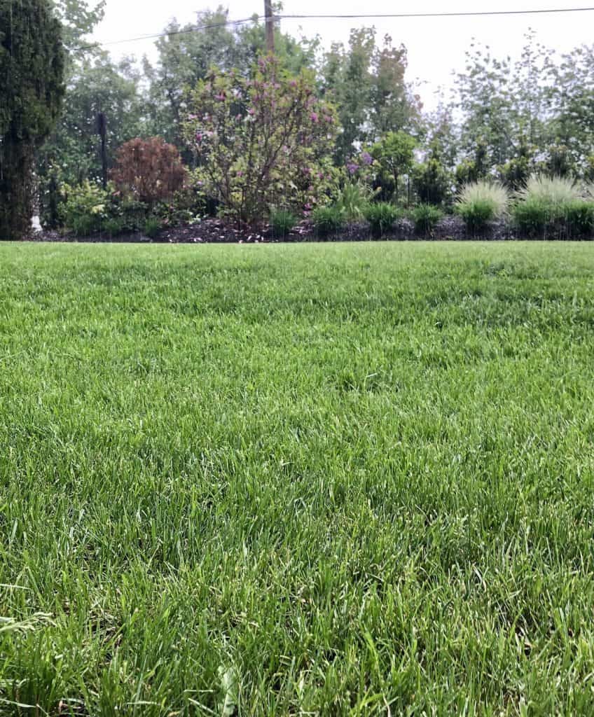 Je li najbolje gnojiti travnjak prije ili nakon kiše? 2 Je li najbolje gnojiti travnjak prije ili nakon kise3498734598711