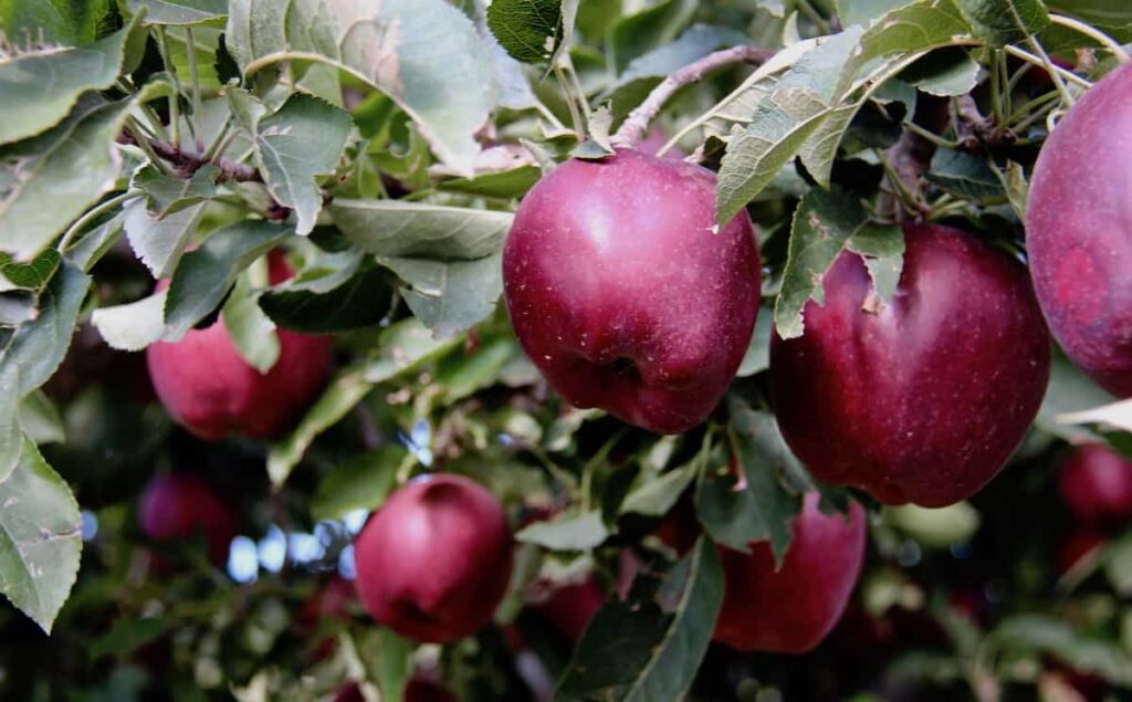 Kada brati jabuke Vodic za berbu za sezonu branja jabuka45398797853498712