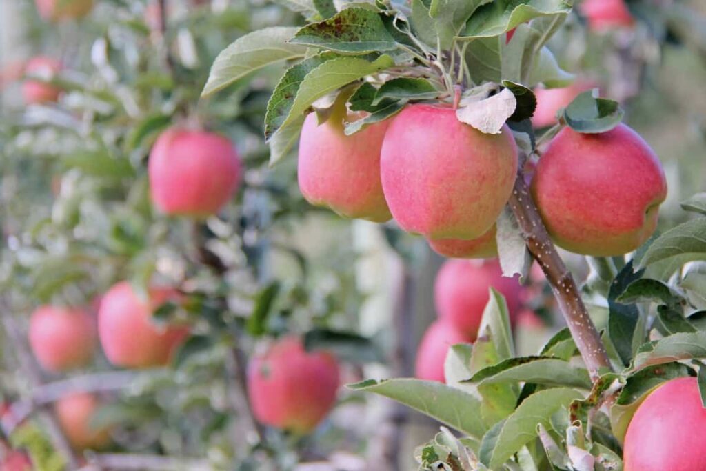Kada brati jabuke: Vodič za berbu za sezonu branja jabuka 2 Kada brati jabuke Vodic za berbu za sezonu branja jabuka45398797853498715