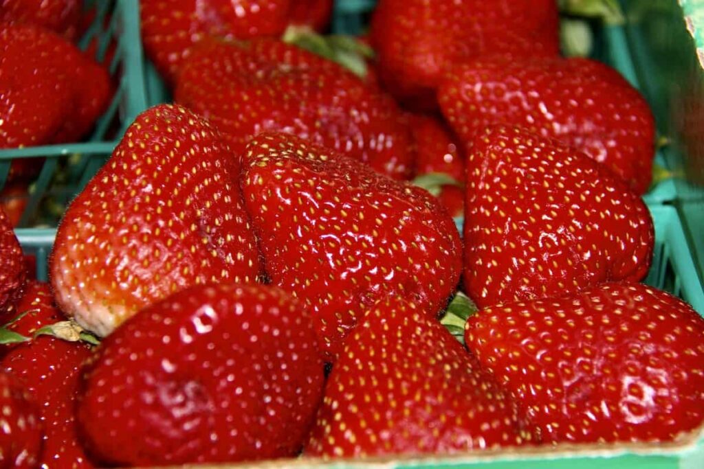 Kada su jagode u sezoni? Evo kada većina jagoda sazrije 3 Kada su jagode u sezoni Evo kada vecina jagoda sazrije34578534587912