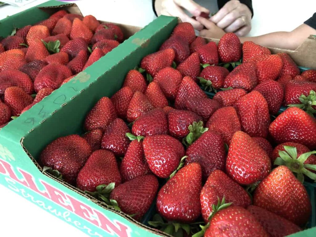Kada su jagode u sezoni? Evo kada većina jagoda sazrije 4 Kada su jagode u sezoni Evo kada vecina jagoda sazrije34578534587915