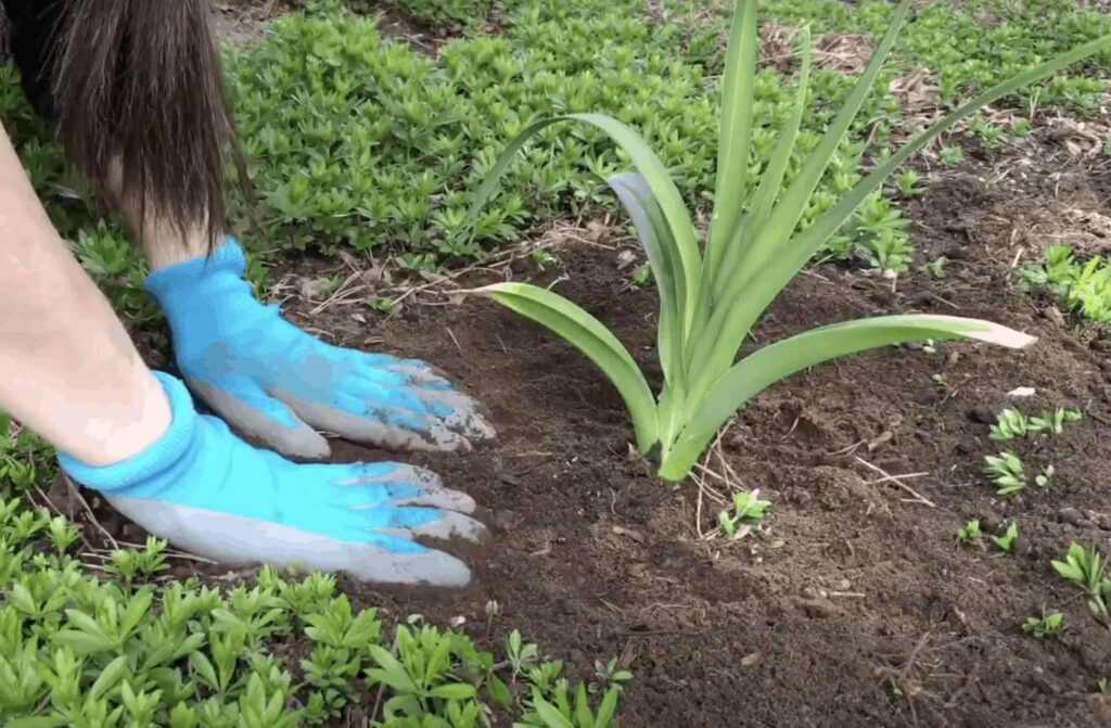 Cómo Plantar En Tu - Organic Pereglin