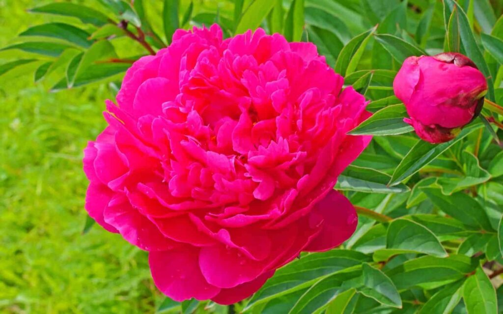 Kansas Peony Nabori Magenta Double Peony Sorta9898989811