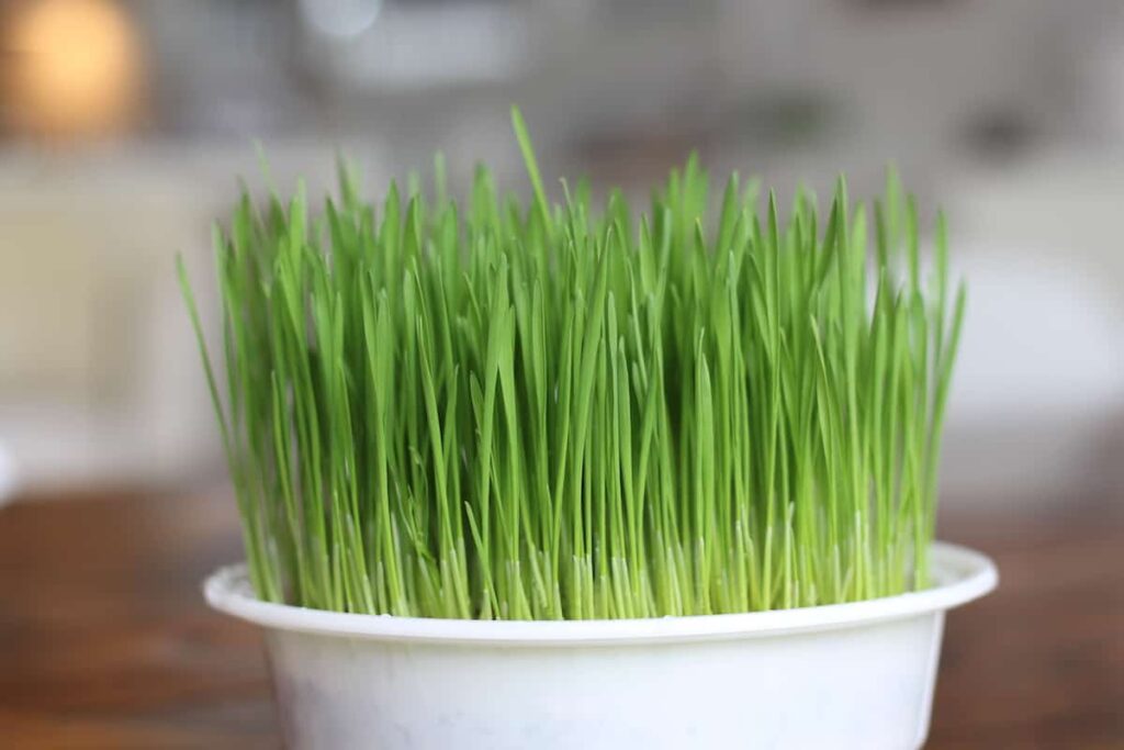 Macja trava Vodic za roditelje za kucne ljubimce za uzgoj zelenila za vasu omiljenu macku843453843715