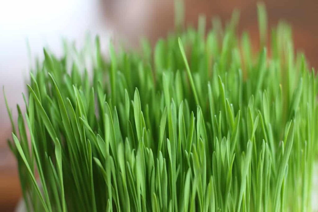 Macja trava Vodic za roditelje za kucne ljubimce za uzgoj zelenila za vasu omiljenu macku843453843719