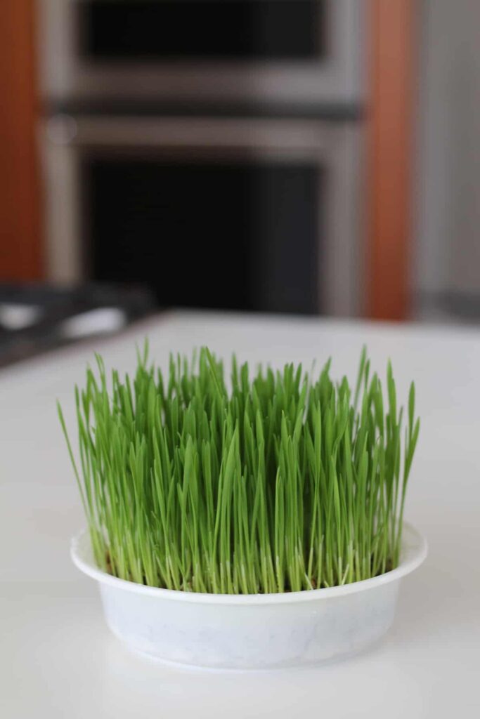 Macja trava Vodic za roditelje za kucne ljubimce za uzgoj zelenila za vasu omiljenu macku843453843721