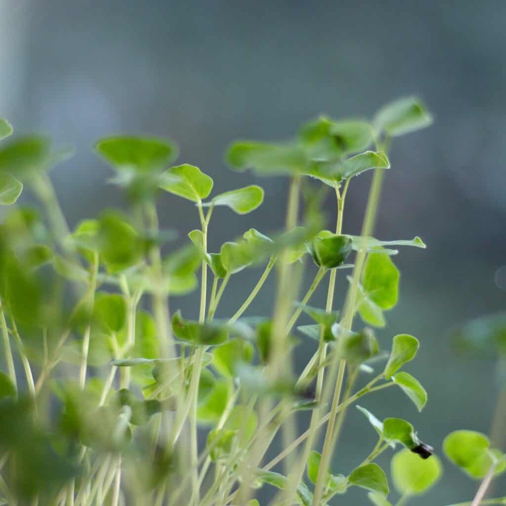 Microgreens heljde kako uzgajati sjemenke heljde u lijepe zelene klice u zatvorenom prostoru5378997853479811