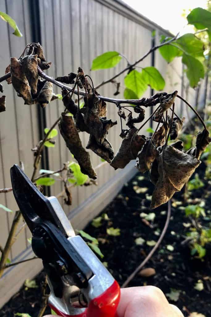Najbolje vrijeme za obrezivanje stabala: sezonska razmatranja za obrezivanje stabala 5 Najbolje vrijeme za obrezivanje stabala sezonska razmatranja za obrezivanje stabala438779834587913