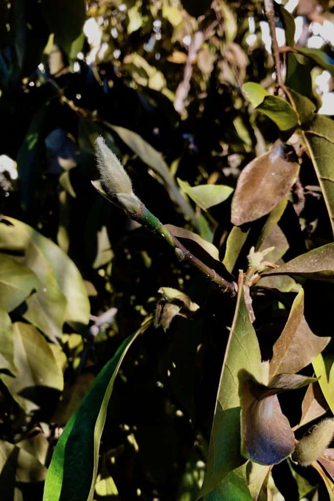 Najbolje vrijeme za obrezivanje stabala: sezonska razmatranja za obrezivanje stabala 3 Najbolje vrijeme za obrezivanje stabala sezonska razmatranja za obrezivanje stabala438779834587915 1