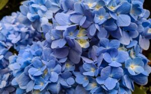 Nikko Blue Hydrangea Plava Mophead hortenzija bogate boje3214321410