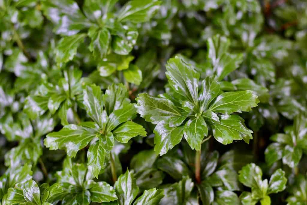 Pachysandra zimzelena vrtna biljka koja pokriva sjenu98735453497812