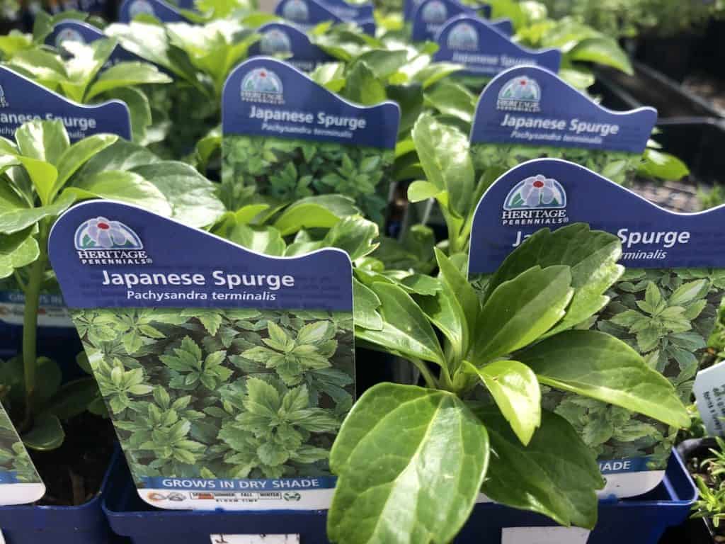Pachysandra: zimzelena vrtna biljka 2 Pachysandra zimzelena vrtna biljka koja pokriva sjenu98735453497813