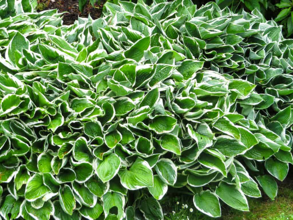 Patriot Hosta : une variété colorée de Hosta 2 Patriot Hosta Variété All-American Sarena de Hosta355345439812