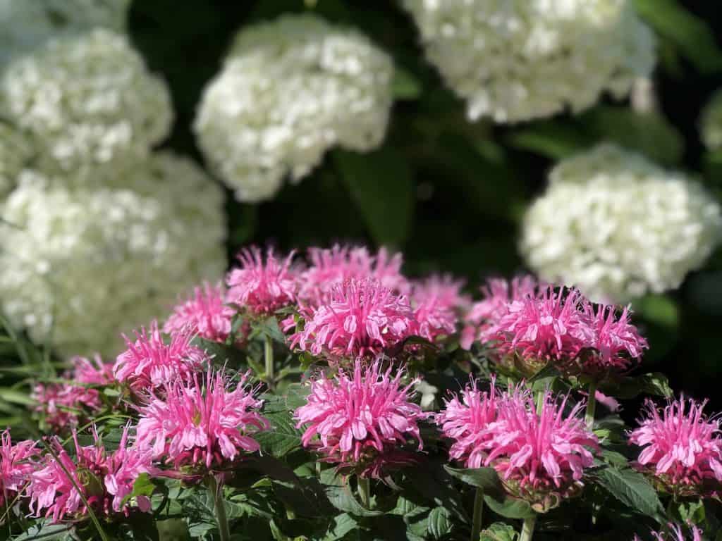 Monarda: uzgoj prekrasnih višegodišnjih ružičastih i ljubičastih cvjetova u vrtu 5 Pcelinji balzam uzgoj prekrasnih visegodisnjih ruzicastih i ljubicastih cvjetova u vrtu79835497812