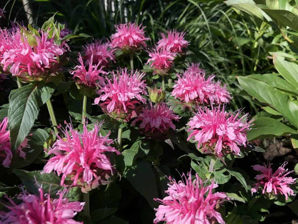 Pcelinji balzam uzgoj prekrasnih visegodisnjih ruzicastih i ljubicastih cvjetova u vrtu79835497815