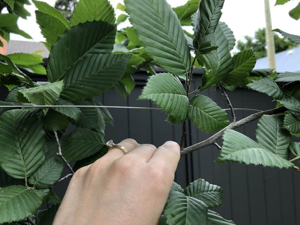 Grab: Stvaranje elegantnog živog zaslona od zelenila 2 Pleached grab Stvaranje elegantnog zivog zaslona od zelenila349834587914