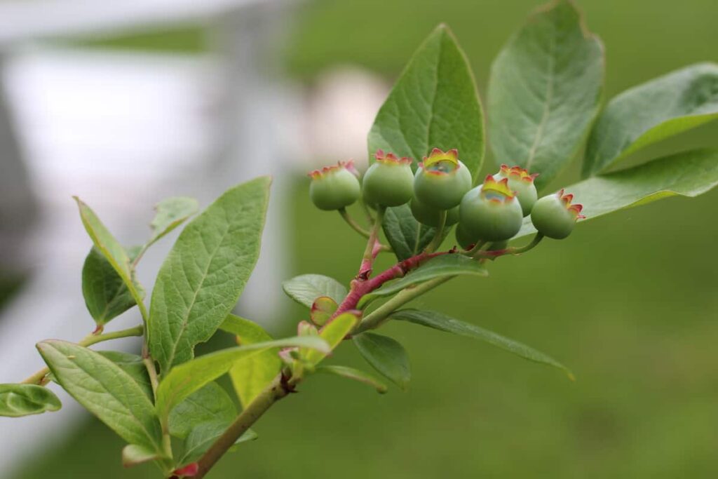 Popratne biljke za borovnice: 13 savršenih parova za produktivne grmove 15 Popratne biljke za borovnice 13 savrsenih parova za produktivne grmove borovnice34353497811
