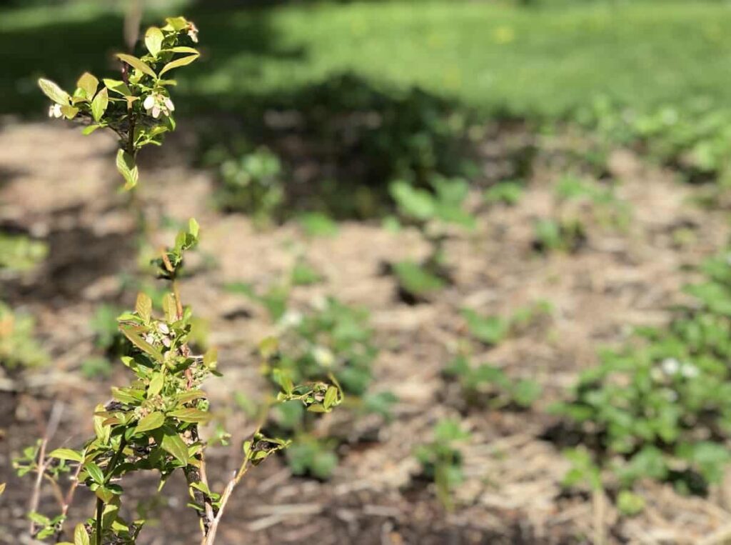 Popratne biljke za borovnice: 13 savršenih parova za produktivne grmove 13 Popratne biljke za borovnice 13 savrsenih parova za produktivne grmove borovnice34353497813