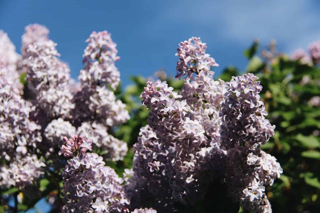 Popratne biljke za borovnice: 13 savršenih parova za produktivne grmove 12 Popratne biljke za borovnice 13 savrsenih parova za produktivne grmove borovnice343534978144