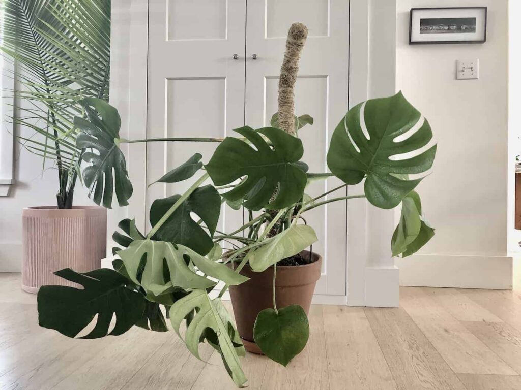Presađivanje monstere u novu posudu 3 Presadivanje Monstera deliciosa ili Monstera adansonii 35341047458715