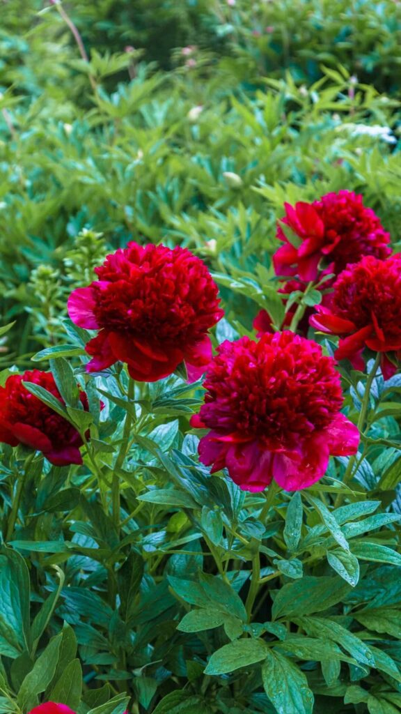 Red Charm božur: Duboko grimizna pahuljasta sorta božura 4 Red Charm Peony Duboko grimizna pahuljasta sorta bozura2323232311