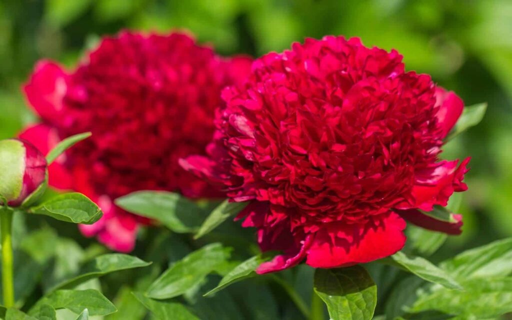 Red Charm božur: Duboko grimizna pahuljasta sorta božura 2 Red Charm Peony Duboko grimizna pahuljasta sorta bozura2323232313