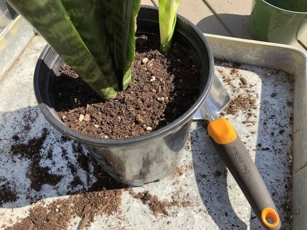 Presađivanje sansevijerije u novu posudu 3 Room left in container to add water to plant8535438101