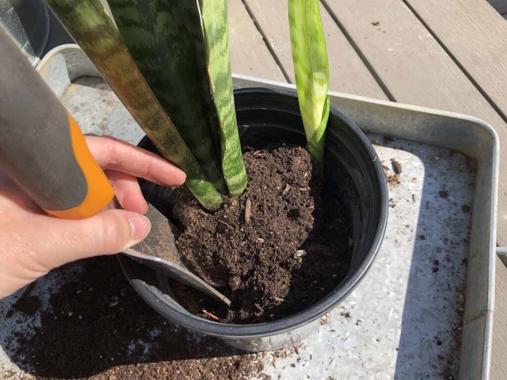 Presađivanje sansevijerije u novu posudu 2 Room left in container to add water to plant8535438102