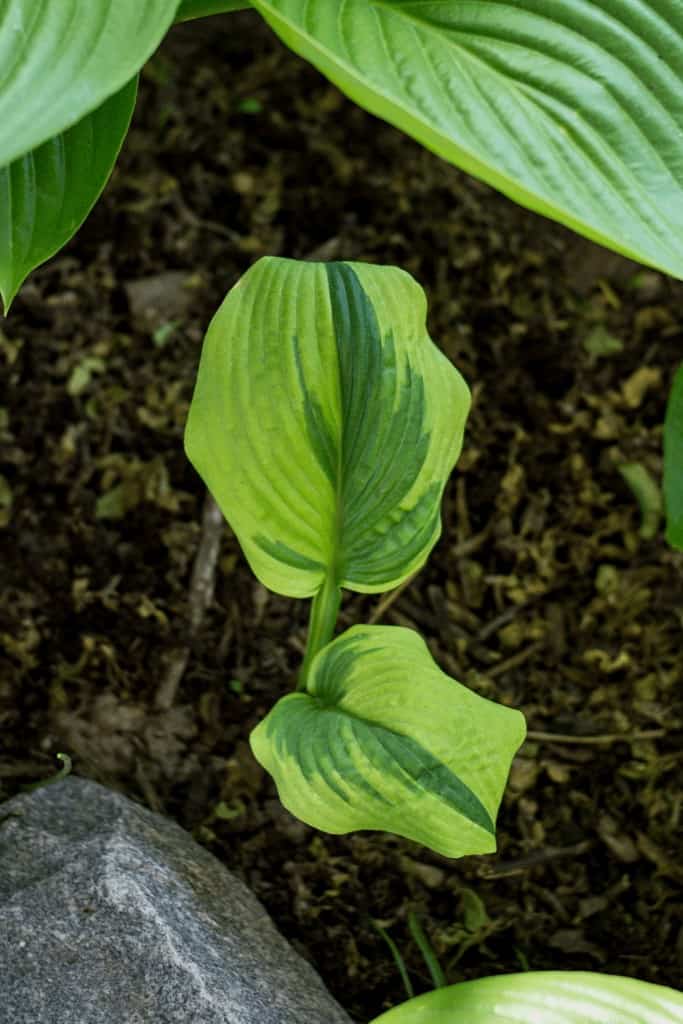 Sadnja lukovica Hosta: Kako posaditi Hoste u proljeće ili jesen 3 Sadnja lukovica Hosta Kako posaditi Hoste s golim korijenom u proljece ili jesen5439874538715