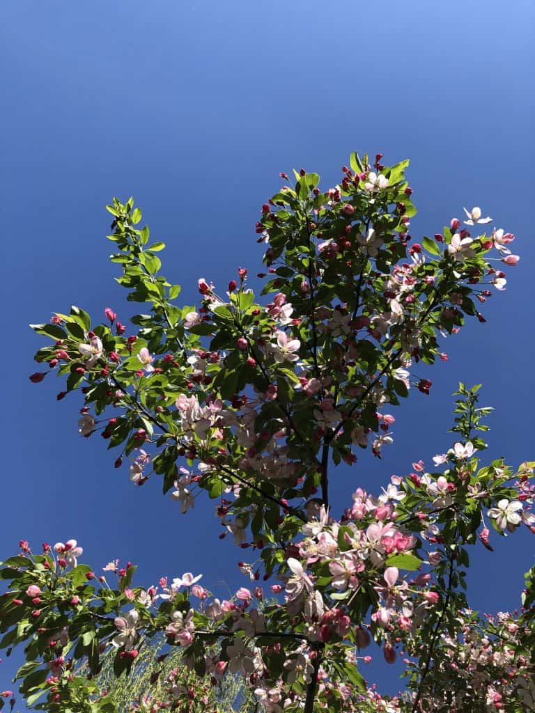 Sargent Crabapple: Vodič 2 Sargent Crabapple Vodic za vlasnika kuce za ukrasnu jabuku rakova348734553498713