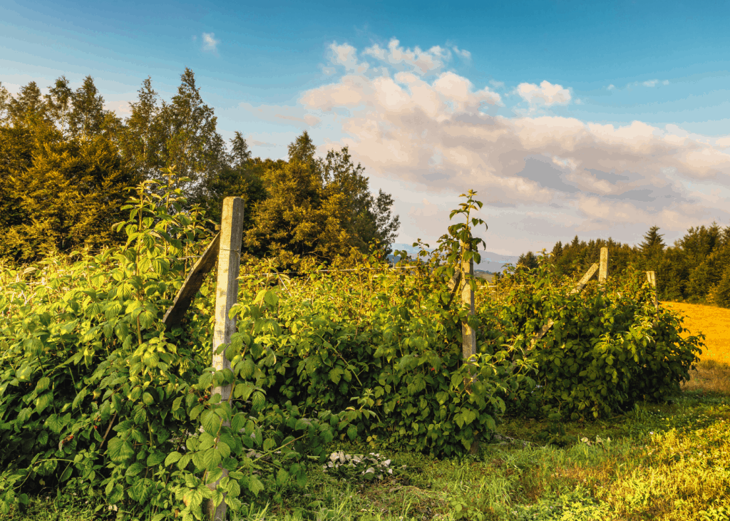 Savjeti i ideje za rešetke maline: kako podržati bobičaste šipke 2 Savjeti i ideje za resetke maline kako podrzati bobicaste sipke834554398721