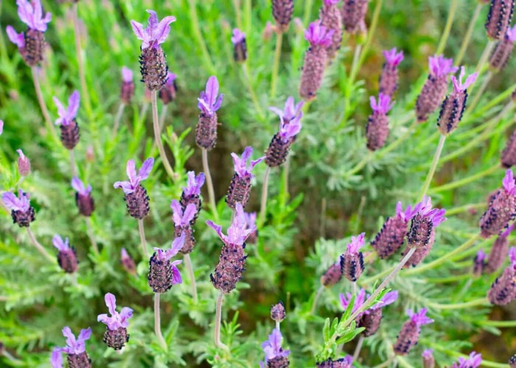 Španjolska lavanda: Vodič za Lavandulu Stoechas 7 Spanish Lavender Lavandula stoechas 15915915911