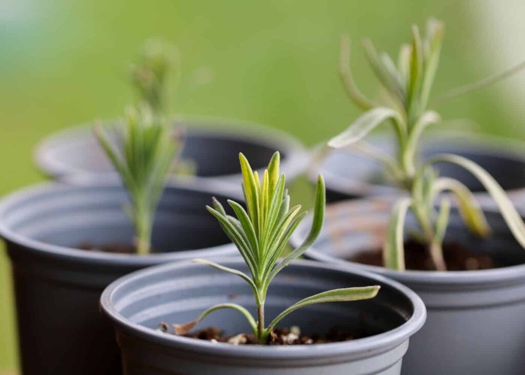 Spanish Lavender Lavandula stoechas 15915915913